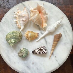 Lot of 8 Variety of Natural Seashells
